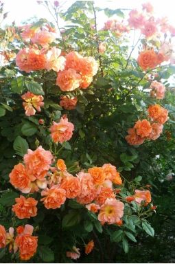Роза плетистая Вестерленд (Westerland) - фото №1