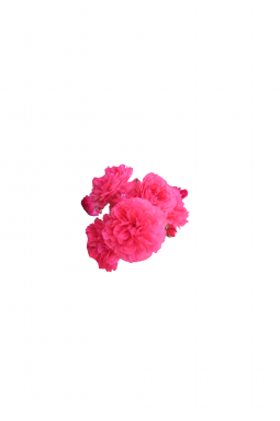 Роза плетистая Розариум Ютерзен (Rosarium Uetersen) - фото №1