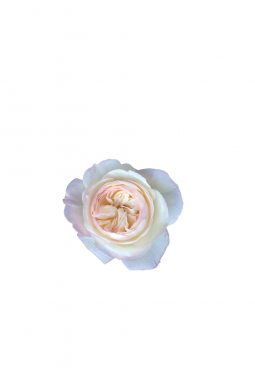 Роза английская Кейра (Keira) - фото №1