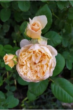 Роза английская Чарити (Charity) - фото №1