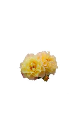 Роза кустовая Ругельда - фото №3
