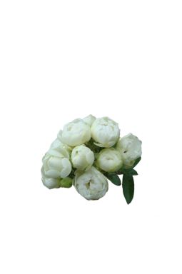 Роза миниатюрная Уайт Марсдог - фото №1