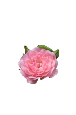 Роза миниатюрная Фейри - фото №2