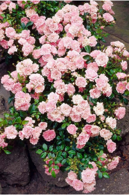 Роза миниатюрная Фейри - фото №1